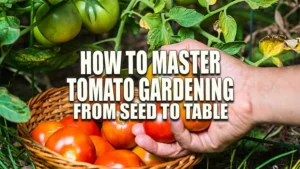 A person's hand picking ripe tomatoes from a plant into a wicker basket on the ground.