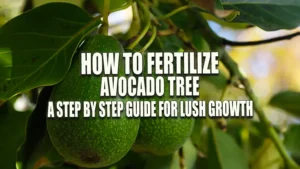 Two green avocados hanging from a branch, surrounded by lush leaves.