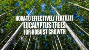 Low angle view of tall eucalyptus trees with smooth white bark, their dense canopy of green leaves meeting against a clear blue sky.