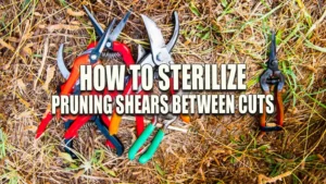 A variety of pruning shears with red, orange, and green handles scattered on a bed of dry pine needles.