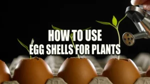 Young green plants sprouting from soil-filled eggshells in a carton, with a hand watering the seedlings from a small watering can.