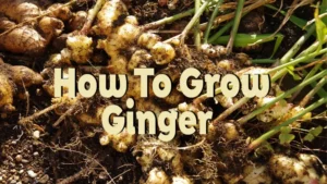 how to grow ginger