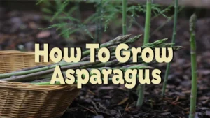 how to grow asparagus