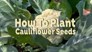 how to plant cauliflower seeds