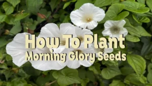 how to plant morning glory seeds