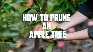 how to prune an apple tree