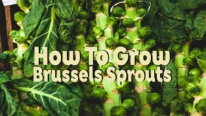 how to grow brussels sprouts