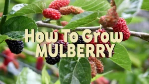 how to grow mulberry