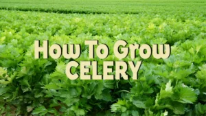 how to grow celery