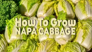 how to grow napa cabbage