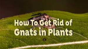 how to get rid of gnats in plants