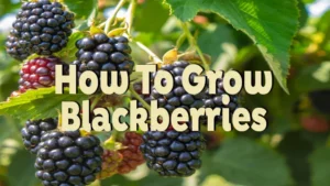 how to grow blackberries