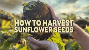 how to harvest sunflower seeds