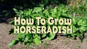 how to grow horseradish