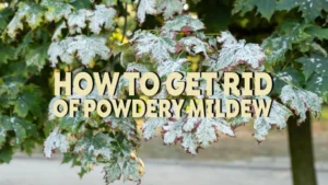 how to get rid of powdery mildew