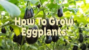 how to grow eggplants