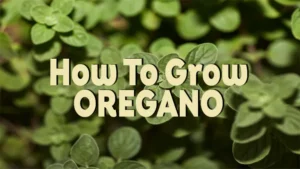 how to grow oregano