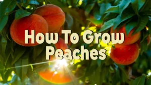 how to grow peaches