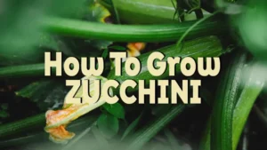 how to grow zucchini