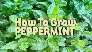 how to grow peppermint