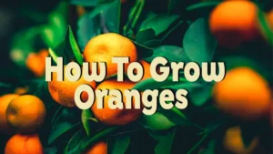 how to grow oranges