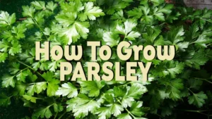 how to grow parsley