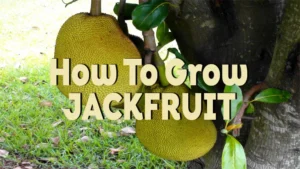 how to grow jackfruit