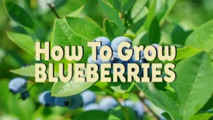 how to grow blueberries