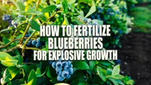 A lush blueberry bush with ripe, plump blueberries ready for harvest, in an orchard at dawn with sunlight filtering through the leaves.