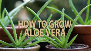 how to grow aloe vera