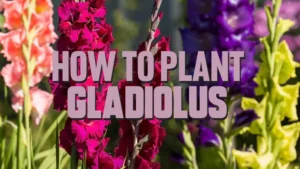 how to plant gladiolus