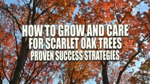 Vibrant autumn canopy of tall oak trees, with leaves in shades of orange and red against a clear blue sky.