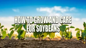 Row of young soybean plants growing in soil with a vibrant sunrise in the background, casting a warm glow over the field.