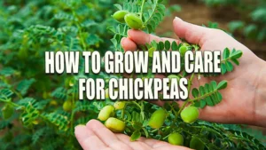 Hands examining a cluster of green chickpeas on the plant in a lush garden setting.