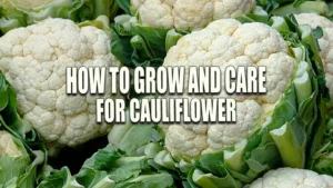 Freshly harvested cauliflower heads with green leaves, showing compact, white curds.