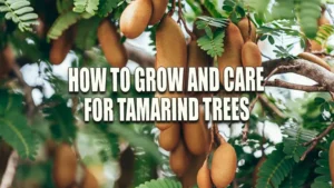 Ripe tamarind pods hanging from the branches of a tamarind tree, surrounded by green, feathery leaves.