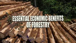 Piles of freshly cut logs stacked in a forest clearing, with dense green foliage in the background.