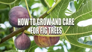 Close-up of ripe figs hanging on a fig tree branch with green leaves.