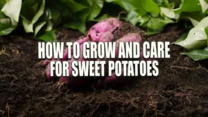 Freshly harvested red sweet potatoes on dark, rich soil with green leaves in the background.