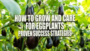 Ripe, dark purple eggplants hanging from lush green plants in a sunlit garden.