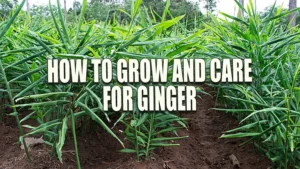 Rows of green ginger plants growing in a well-maintained field.