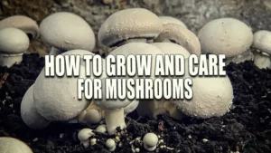 A group of white button mushrooms with a textured surface, growing closely together in dark, moist soil against a rough backdrop.