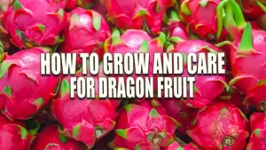 A pile of freshly harvested pink dragon fruits, closely packed together, showing their vibrant pink skins and green scaly leaf tips.