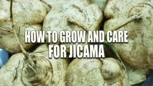 A close-up of harvested jicama tubers, displaying their rough, tan skin and irregular shapes, ready for cleaning and storage.