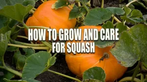 Two ripe, orange pumpkins growing in a garden, surrounded by their green leaves and vines on the ground.