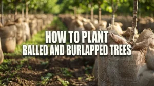 Rows of young trees with their root balls wrapped in burlap sacks, neatly arranged in a tree nursery, highlighting preparation for transplanting, with green foliage and a natural outdoor setting.