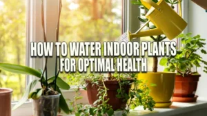 A person watering a variety of houseplants on a sunny windowsill using a yellow watering can