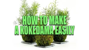 Three kokedama moss balls with lush green plants on small square plates, isolated on a white background.