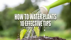 A green watering can showering water over a young sapling planted in dark soil, with a natural, blurred green background.