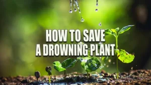 A hand watering small plants with water droplets falling from fingertips onto the soil, highlighting young green leaves against a softly blurred background.